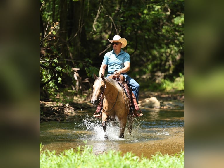 American Quarter Horse Castrone 3 Anni Palomino in Buffalo
