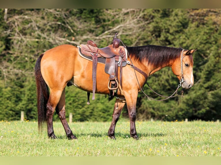 American Quarter Horse Castrone 3 Anni Pelle di daino in Clarion, PA