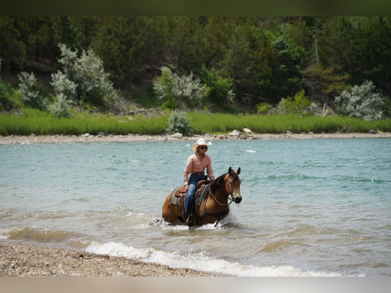American Quarter Horse Castrone 3 Anni Pelle di daino in Corsica