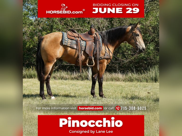 American Quarter Horse Castrone 3 Anni Pelle di daino in Corsica