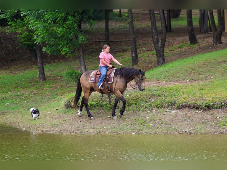 American Quarter Horse Castrone 3 Anni Pelle di daino in Talty, TX