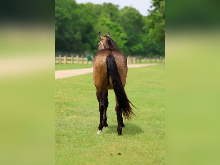 American Quarter Horse Castrone 3 Anni Pelle di daino in Talty, TX