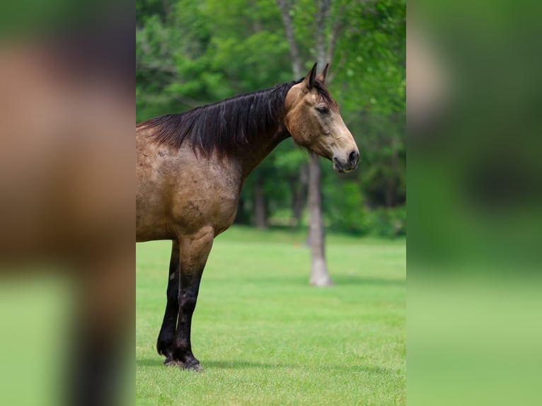 American Quarter Horse Castrone 3 Anni Pelle di daino in Talty, TX