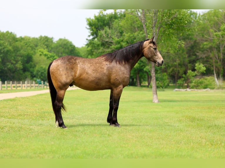 American Quarter Horse Castrone 3 Anni Pelle di daino in Talty, TX