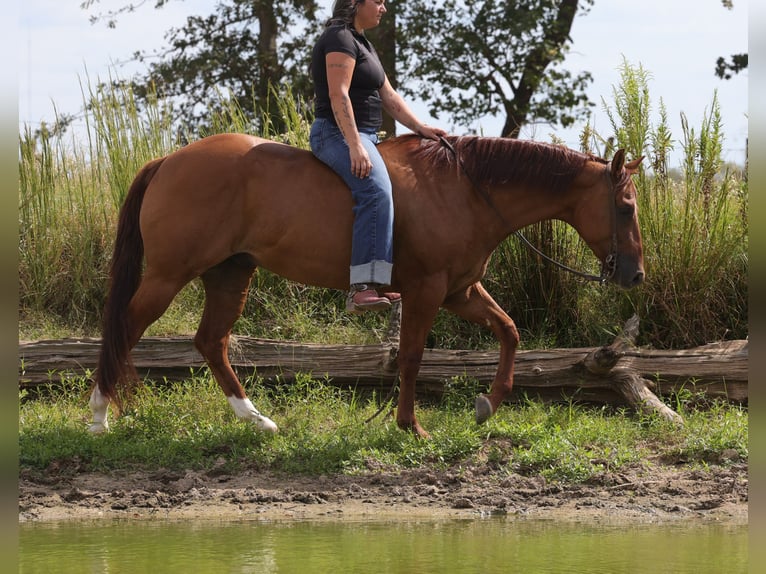 American Quarter Horse Castrone 3 Anni Red dun in Mount Vernon