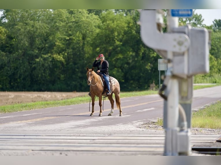 American Quarter Horse Castrone 3 Anni Roano rosso in Canyon TX