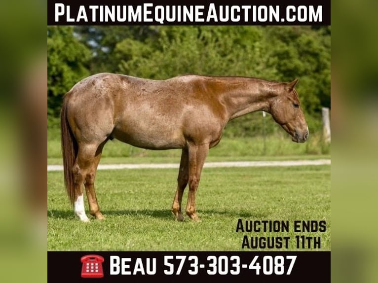 American Quarter Horse Castrone 3 Anni Roano rosso in Canyon TX