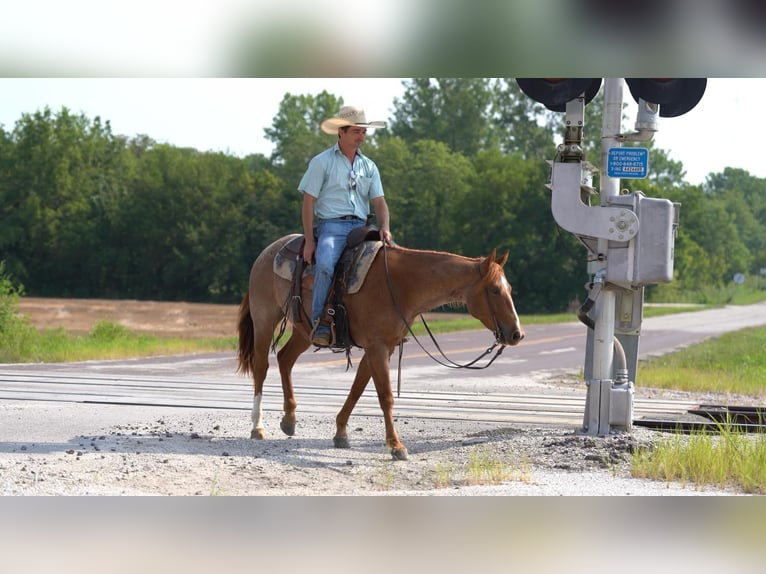 American Quarter Horse Castrone 3 Anni Roano rosso in Canyon TX