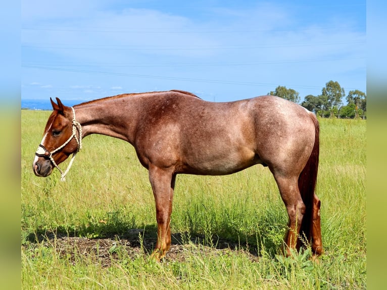 American Quarter Horse Castrone 3 Anni Roano rosso in Pleasant Grove CA