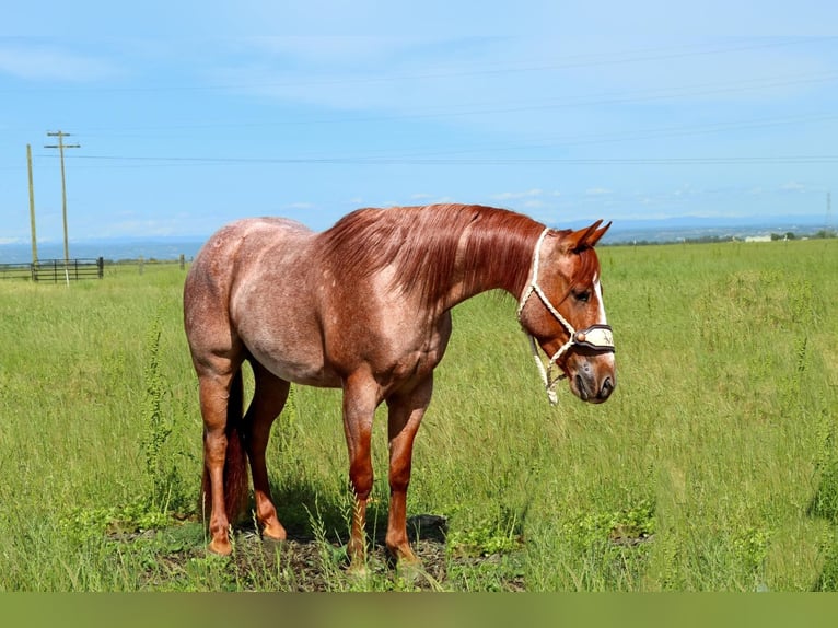 American Quarter Horse Castrone 3 Anni Roano rosso in Pleasant Grove CA