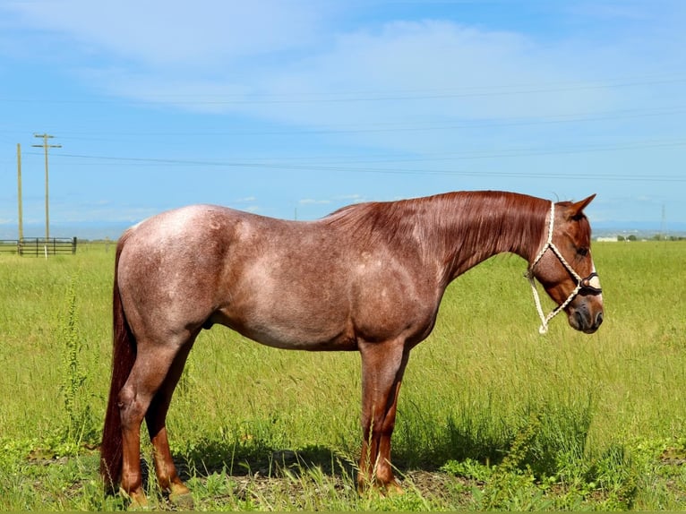 American Quarter Horse Castrone 3 Anni Roano rosso in Pleasant Grove CA