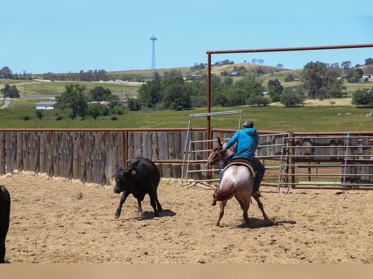 American Quarter Horse Castrone 3 Anni Roano rosso in Pleasant Grove CA