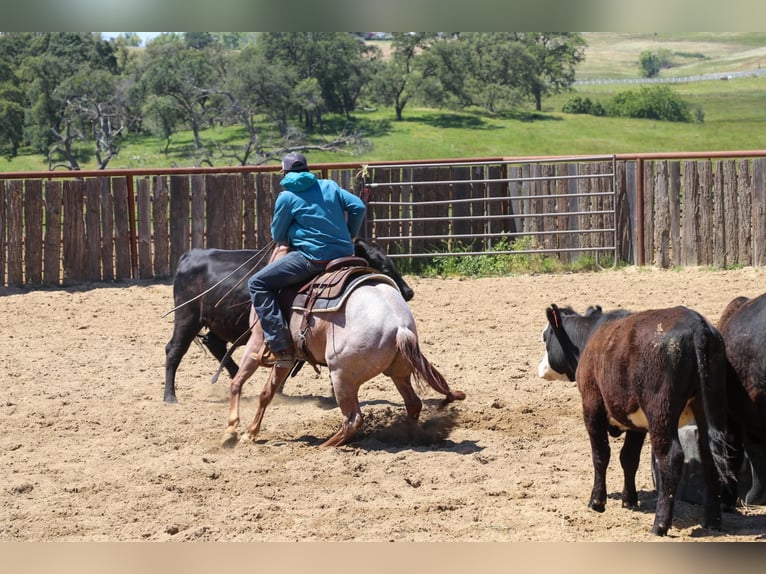 American Quarter Horse Castrone 3 Anni Roano rosso in Pleasant Grove CA