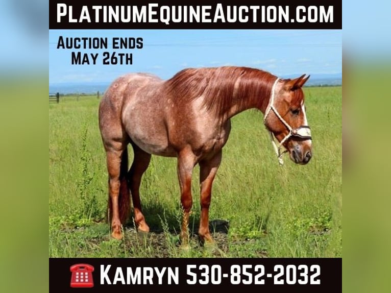 American Quarter Horse Castrone 3 Anni Roano rosso in Pleasant Grove CA