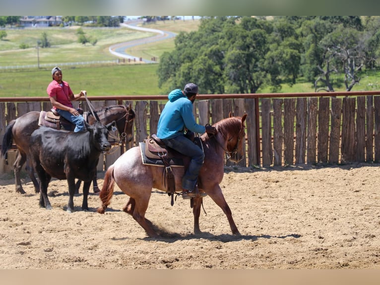 American Quarter Horse Castrone 3 Anni Roano rosso in Pleasant Grove CA