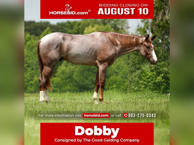 American Quarter Horse Castrone 3 Anni Roano rosso in Athens