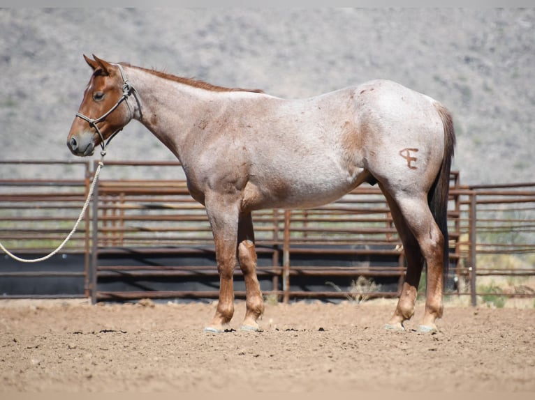 American Quarter Horse Castrone 3 Anni Roano rosso in Congress