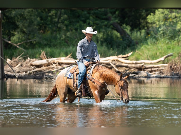 American Quarter Horse Castrone 3 Anni Roano rosso in Decorah