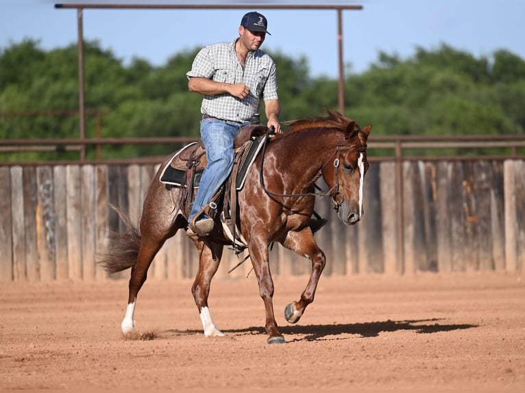 American Quarter Horse Castrone 3 Anni Sauro ciliegia in Waco
