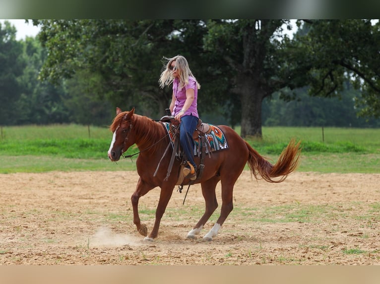 American Quarter Horse Castrone 3 Anni Sauro ciliegia in Quitman