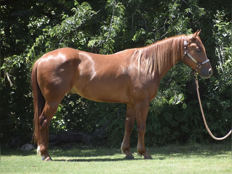 American Quarter Horse Castrone 3 Anni Sauro ciliegia in Grandview