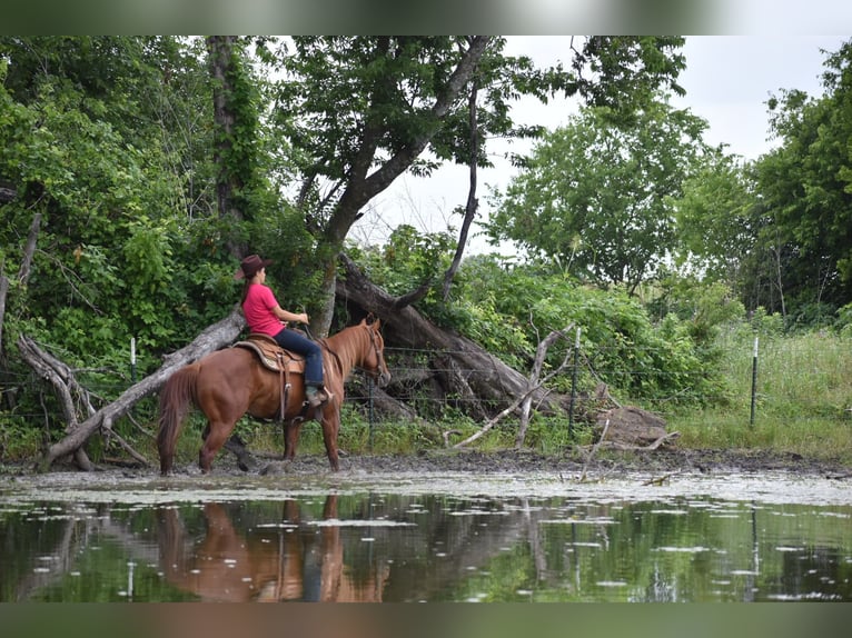 American Quarter Horse Castrone 3 Anni Sauro ciliegia in Grandview