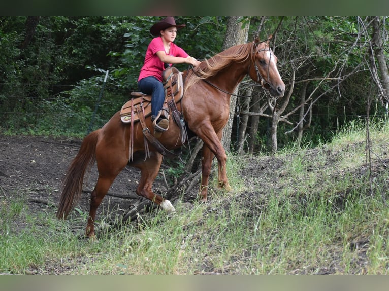 American Quarter Horse Castrone 3 Anni Sauro ciliegia in Grandview