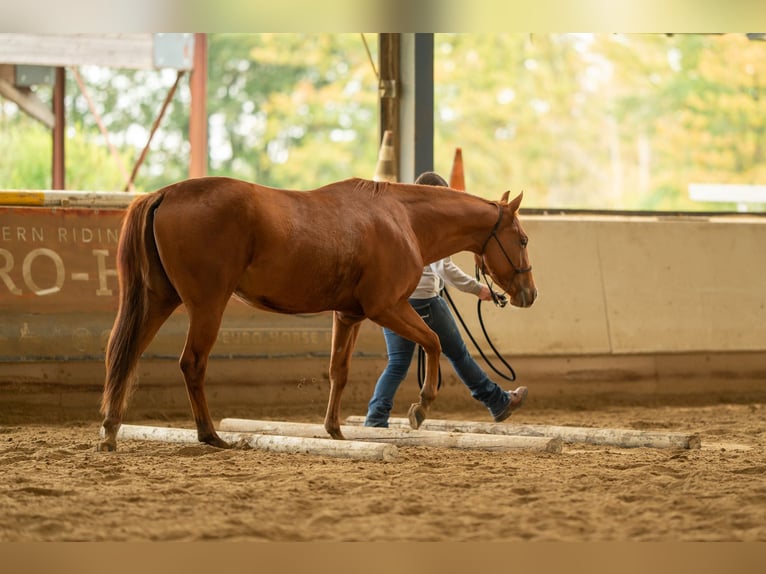 American Quarter Horse Castrone 3 Anni Sauro ciliegia in Baal