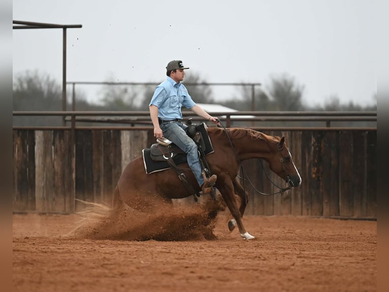 American Quarter Horse Castrone 3 Anni Sauro ciliegia in Waco