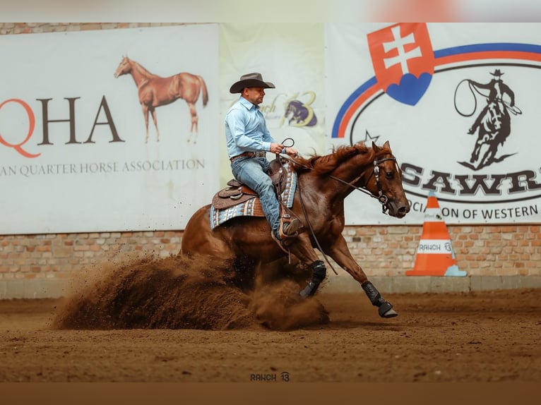 American Quarter Horse Castrone 3 Anni Sauro in Kirchberg am Wechsel