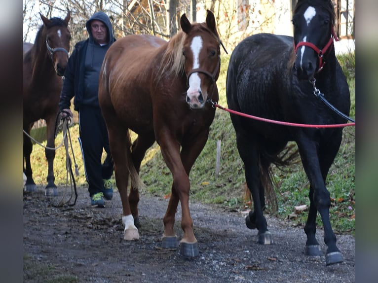 American Quarter Horse Castrone 3 Anni Sauro scuro in Sv. Jurij ob Ščavnici