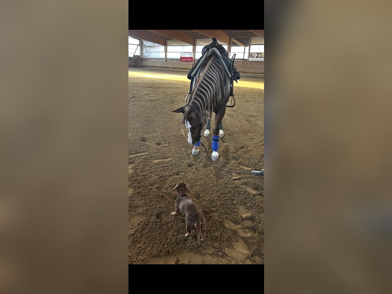 American Quarter Horse Castrone 3 Anni Sauro scuro in Herbolzheim