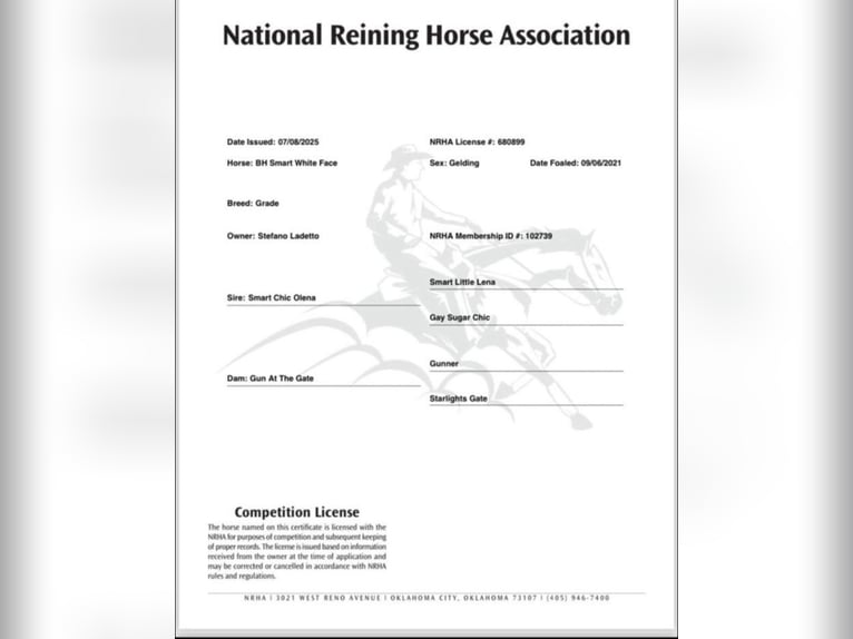 American Quarter Horse Castrone 3 Anni Sauro scuro in Herbolzheim