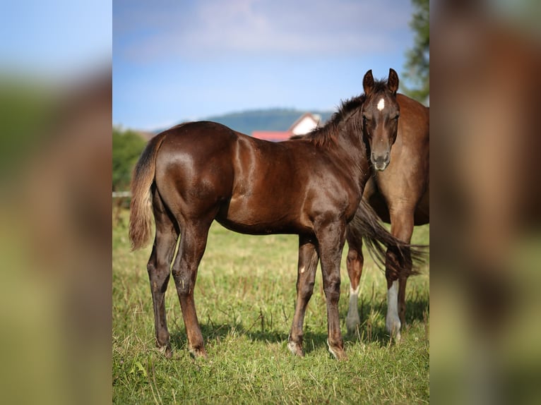 American Quarter Horse Castrone 3 Anni Sauro scuro in Laubach