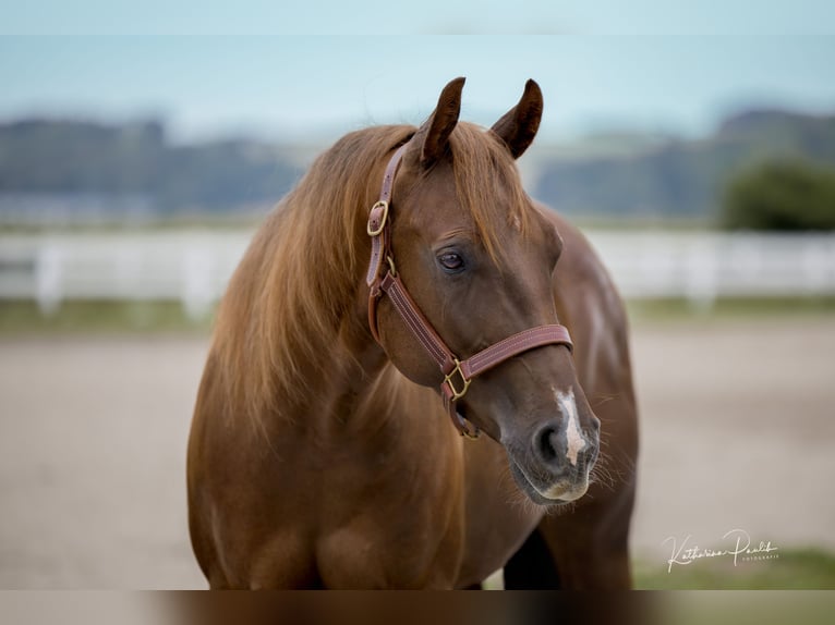 American Quarter Horse Castrone 3 Anni Sauro scuro in Vilsheim