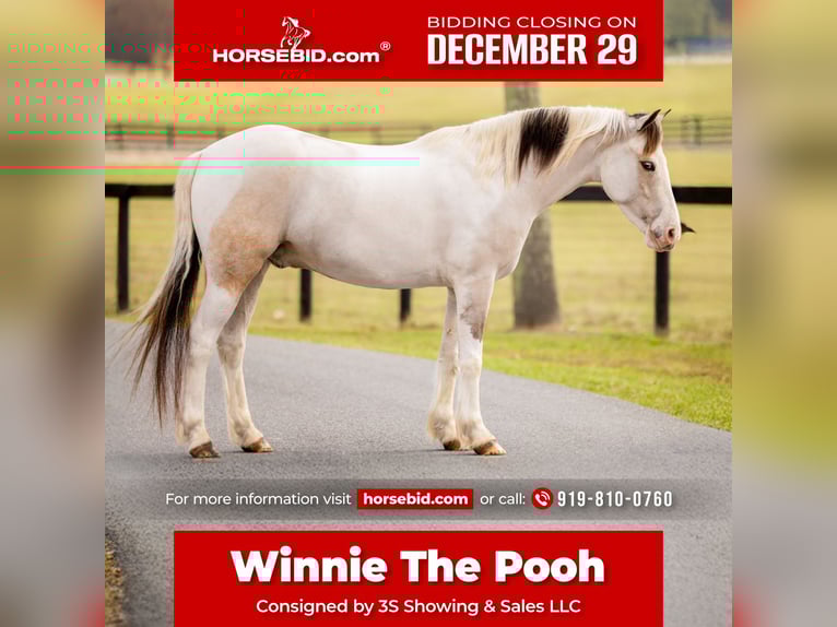 American Quarter Horse Mix Castrone 4 Anni 137 cm Pezzato in Ocala