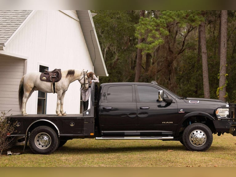 American Quarter Horse Mix Castrone 4 Anni 137 cm Pezzato in Ocala