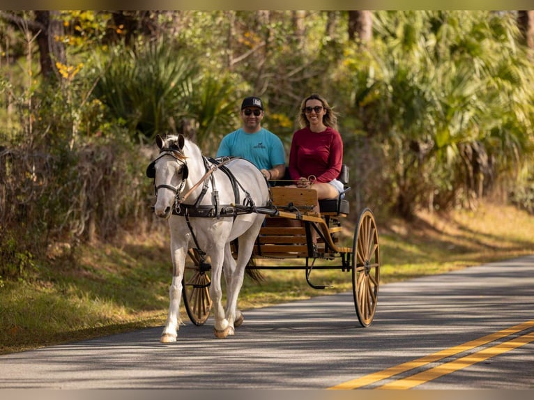 American Quarter Horse Mix Castrone 4 Anni 137 cm Pezzato in Ocala