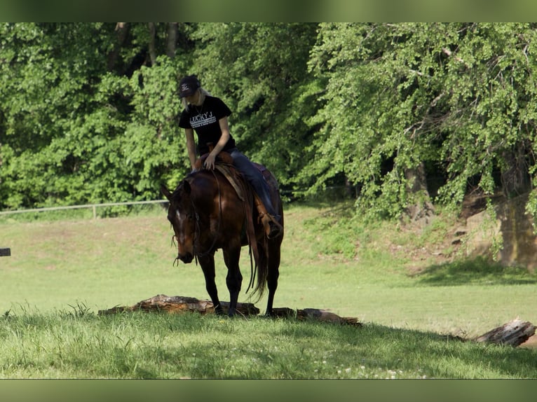 American Quarter Horse Castrone 4 Anni 140 cm Baio ciliegia in Sallisaw OK