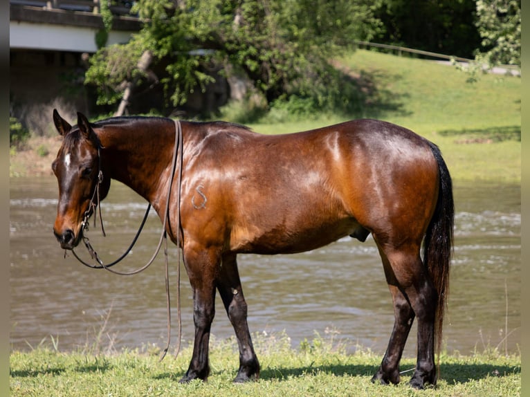American Quarter Horse Castrone 4 Anni 140 cm Baio ciliegia in Sallisaw OK