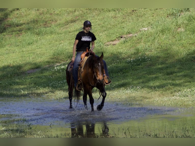 American Quarter Horse Castrone 4 Anni 140 cm Baio ciliegia in Sallisaw OK