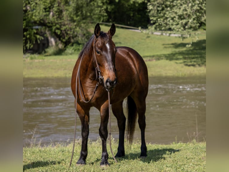 American Quarter Horse Castrone 4 Anni 140 cm Baio ciliegia in Sallisaw OK