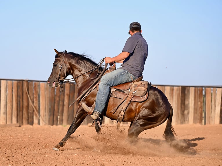 American Quarter Horse Castrone 4 Anni 140 cm Baio in Waco, TX