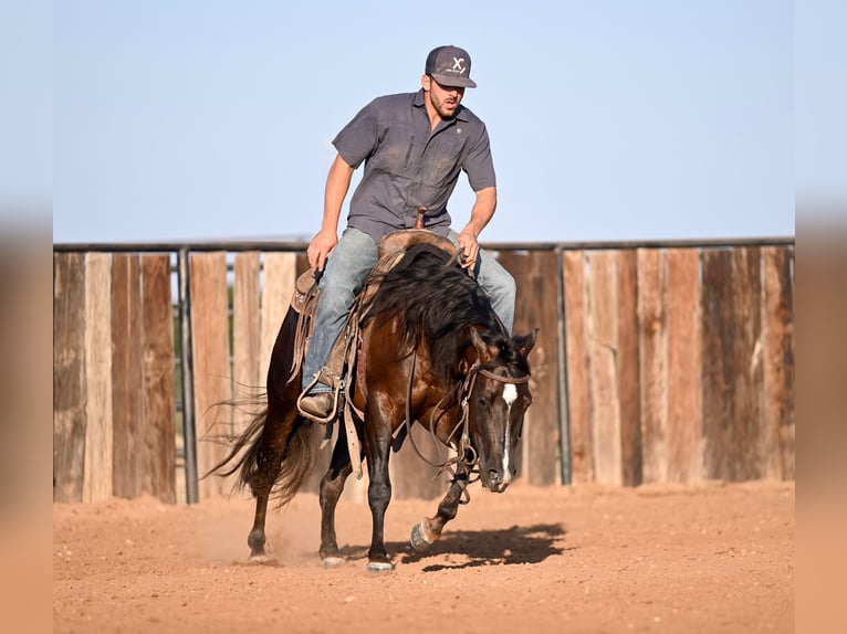 American Quarter Horse Castrone 4 Anni 140 cm Baio in Waco, TX