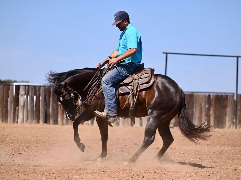 American Quarter Horse Castrone 4 Anni 140 cm Baio in Waco, TX