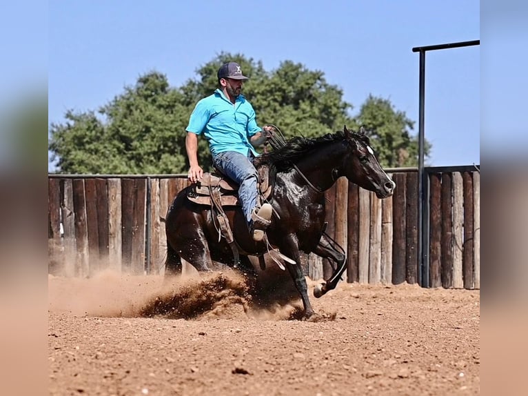 American Quarter Horse Castrone 4 Anni 140 cm Baio in Waco, TX