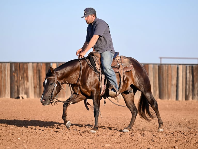 American Quarter Horse Castrone 4 Anni 140 cm Baio in Waco, TX