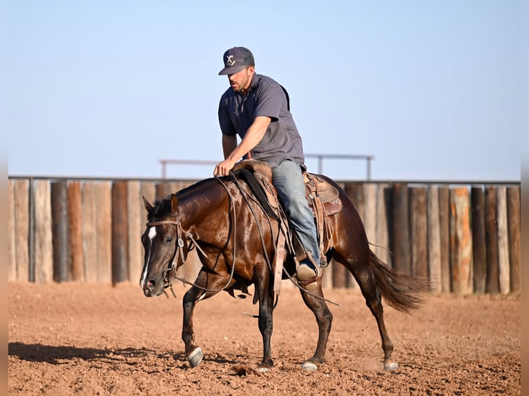 American Quarter Horse Castrone 4 Anni 140 cm Baio in Waco, TX