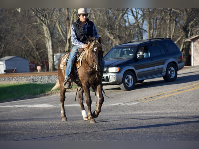 American Quarter Horse Castrone 4 Anni 140 cm Palomino in Sulphur Springs