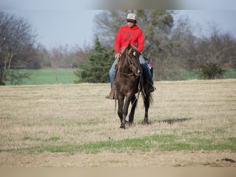 American Quarter Horse Castrone 4 Anni 140 cm Palomino in Sulphur Springs